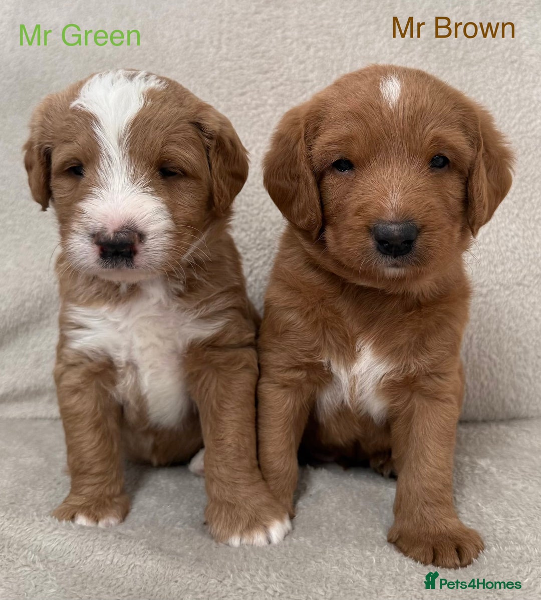 Australian Labradoodle dogs for sale: Australian Labradoodle Pups  - Advert 5