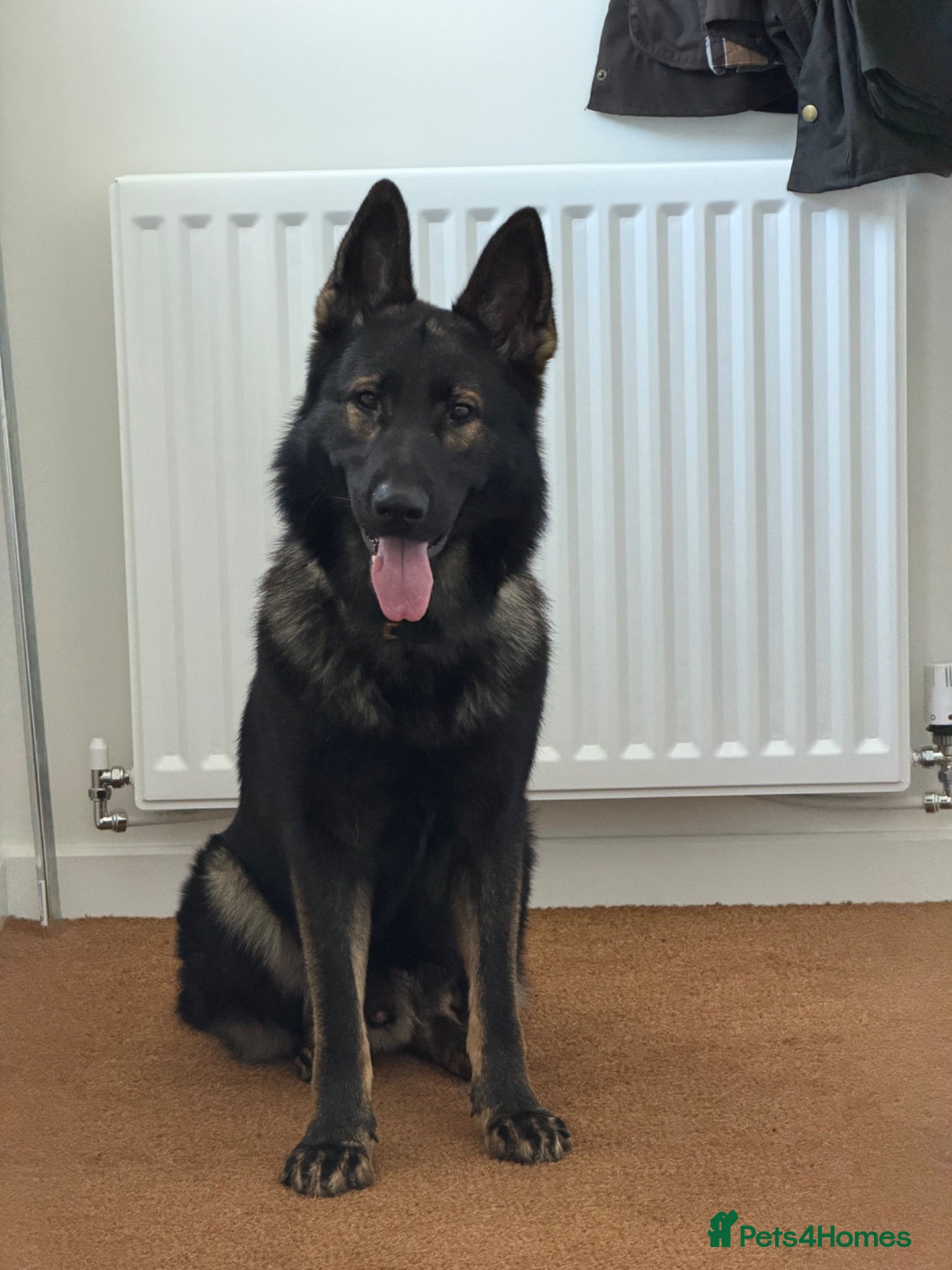 German Shepherd dogs KC registered German Shepard  - Advert 1