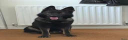 German Shepherd dogs for sale: KC registered German Shepard  in Dunmow - Advert 1