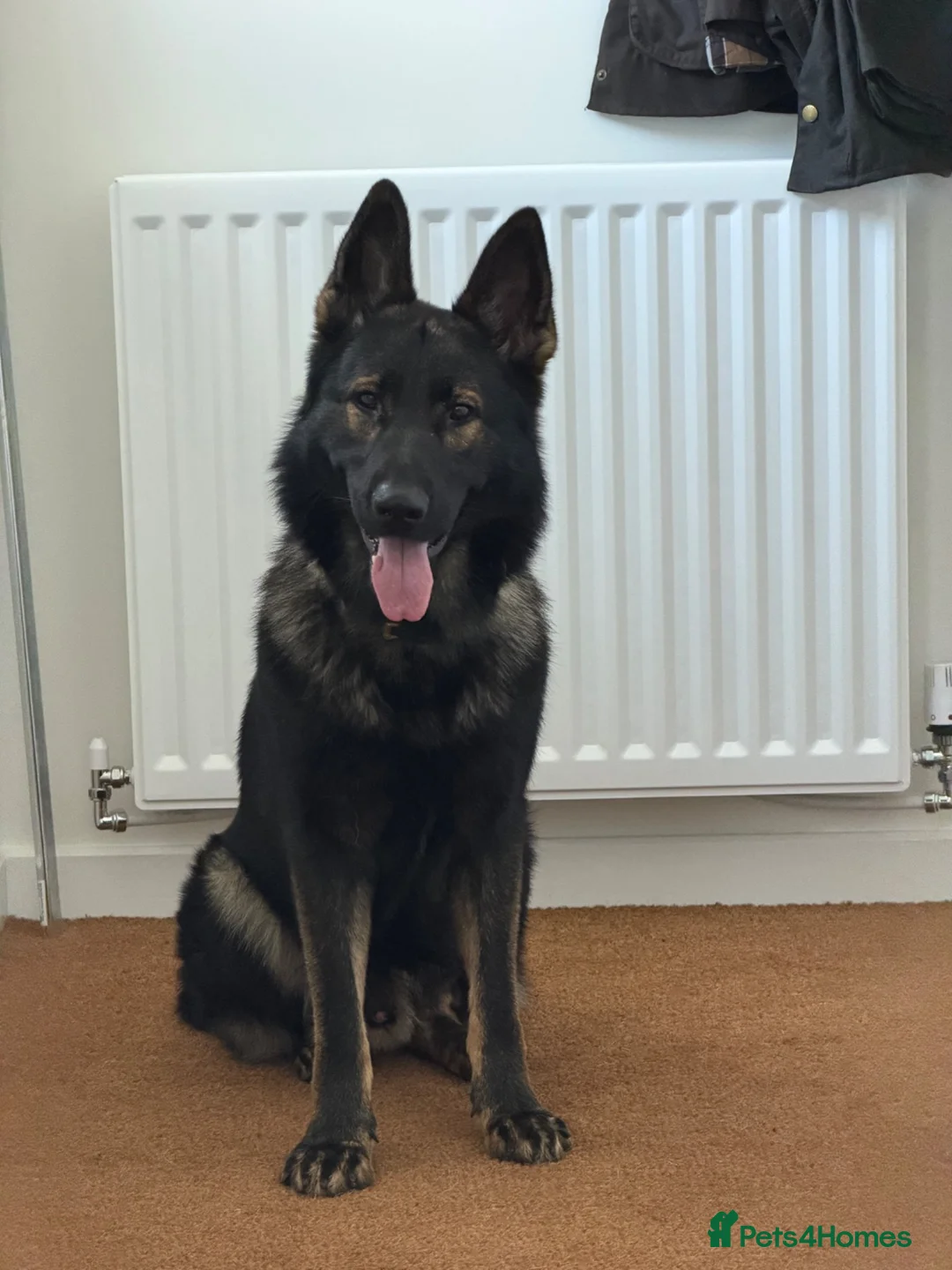 German Shepherd dogs for sale: KC registered German Shepard  in Dunmow - Advert 1