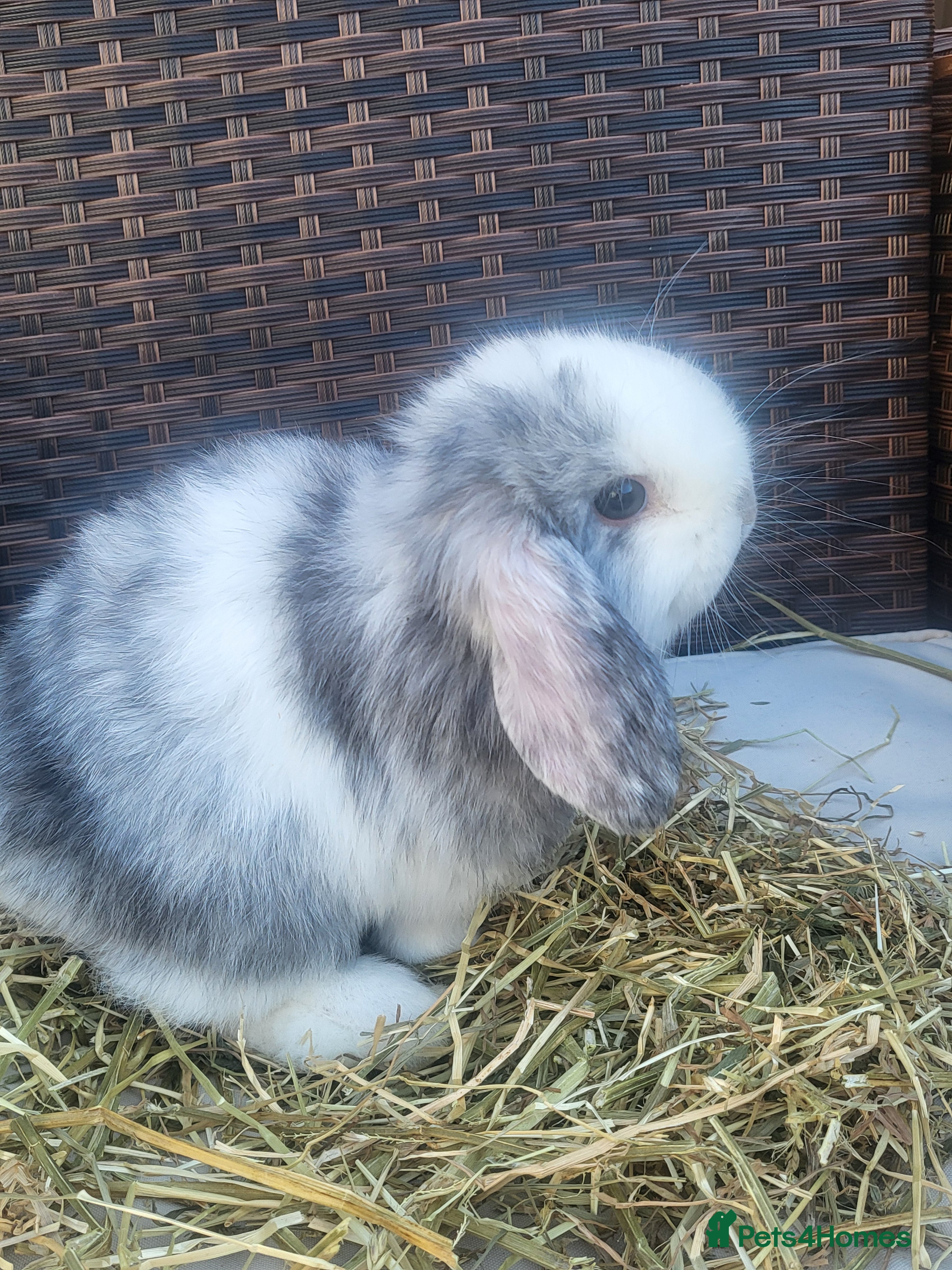 Mini Lop rabbits Beautiful Mini Lop Baby Girls – Ready 11th March - Advert 5