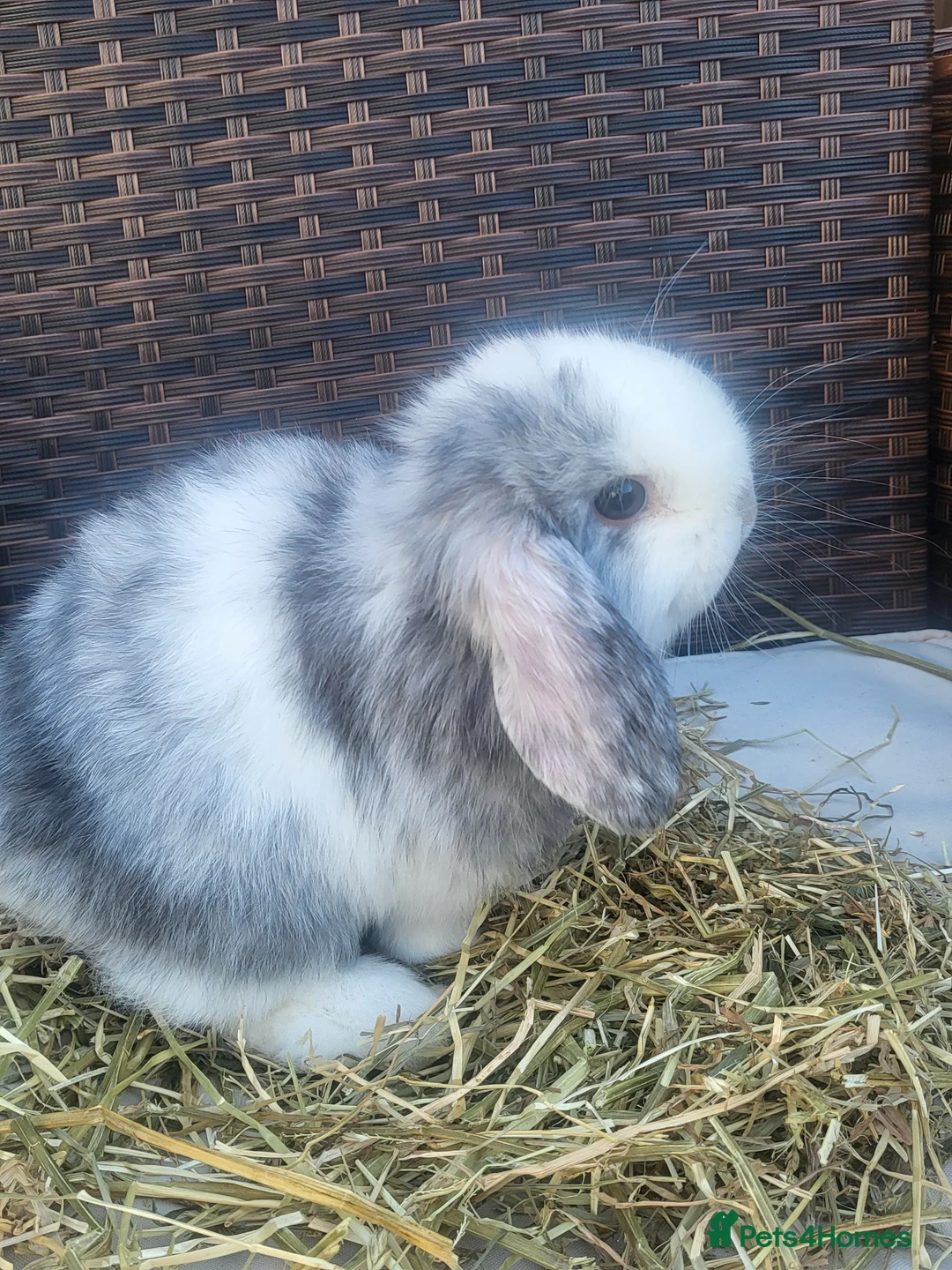 Mini Lop rabbits for sale: Beautiful Mini Lop Baby Girls – Ready 11th March - Advert 1
