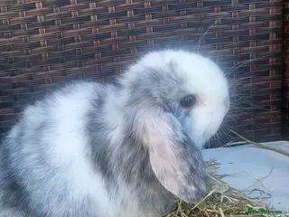 Mini Lop rabbits Beautiful Mini Lop Baby Girls – Ready 11th March - Advert 5