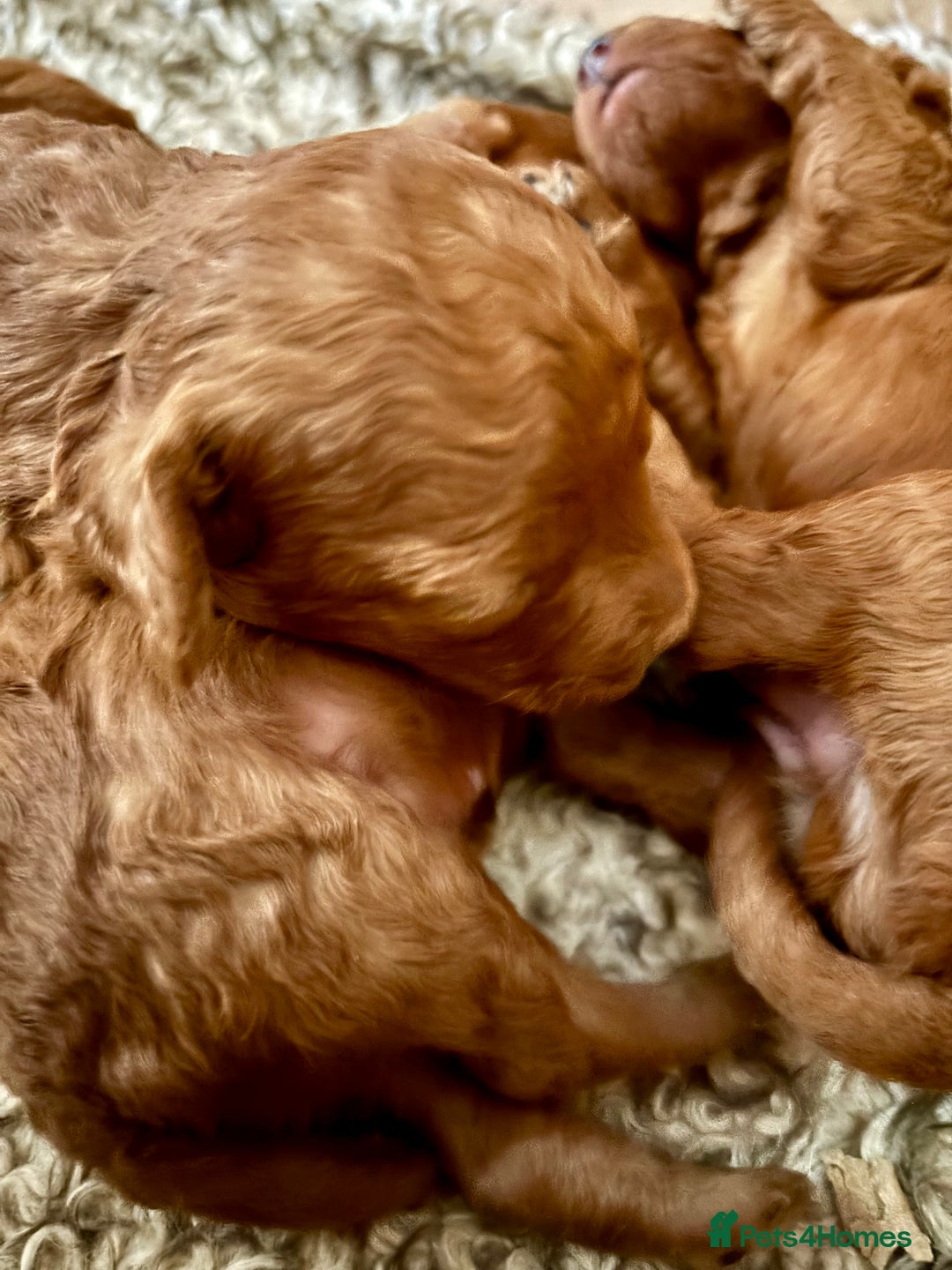 Toy Poodle dogs for sale: Toy Poodle boys  - Advert 4
