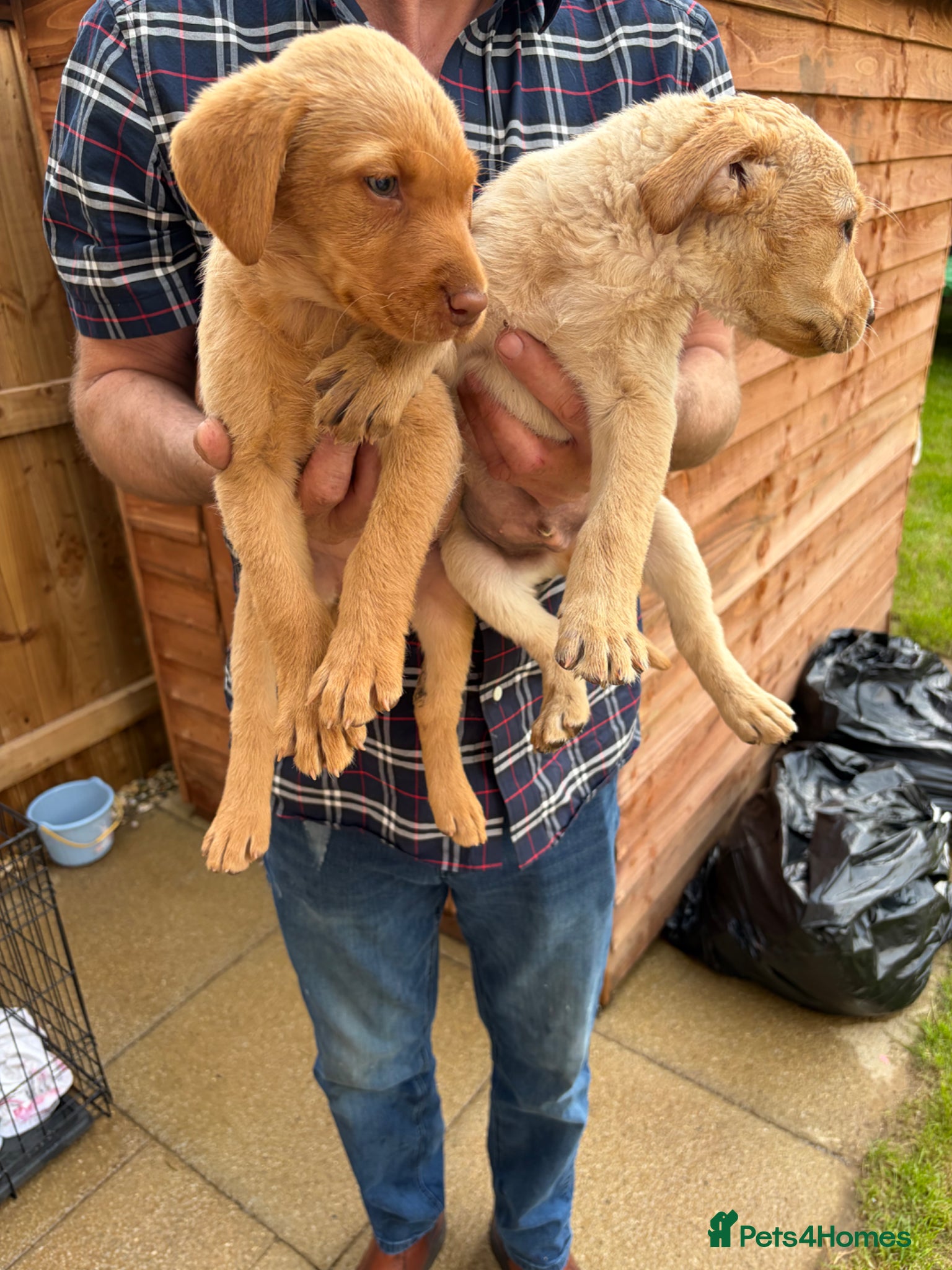Labrador Retriever dogs Beautiful Labrador puppies - Advert 1
