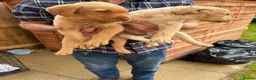 Labrador Retriever dogs for sale: Beautiful Labrador puppies - Advert 1