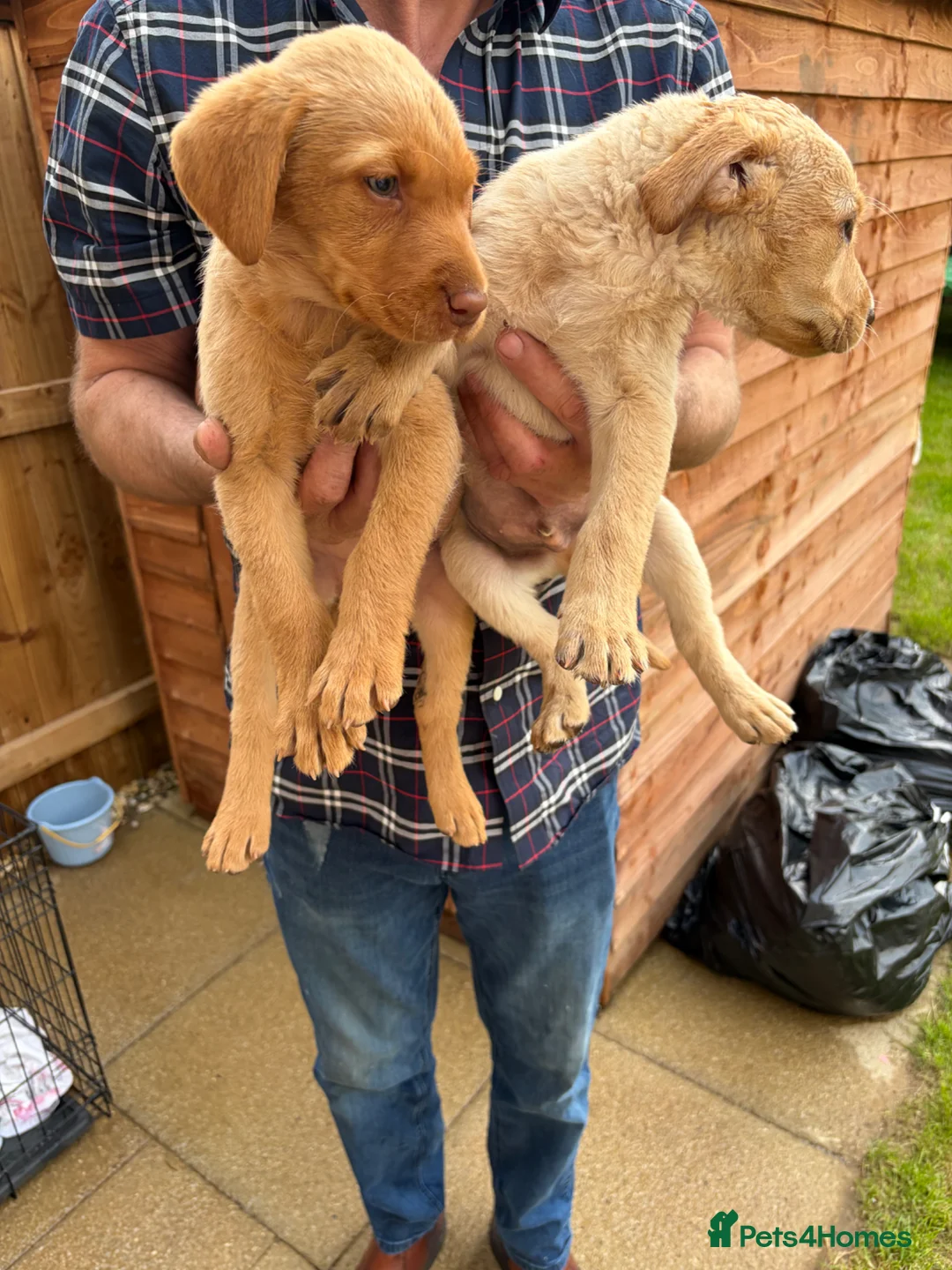 Labrador Retriever dogs for sale: Beautiful Labrador puppies - Advert 1