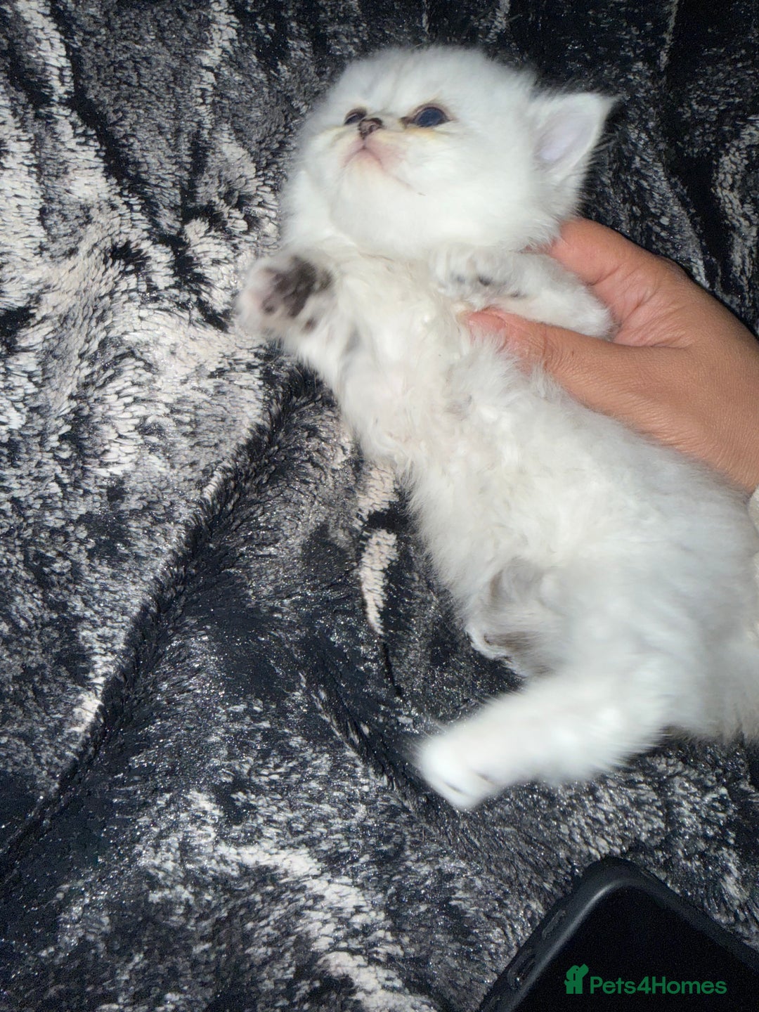 Persian cats for sale: Persian chinchilla kittens  - Advert 19