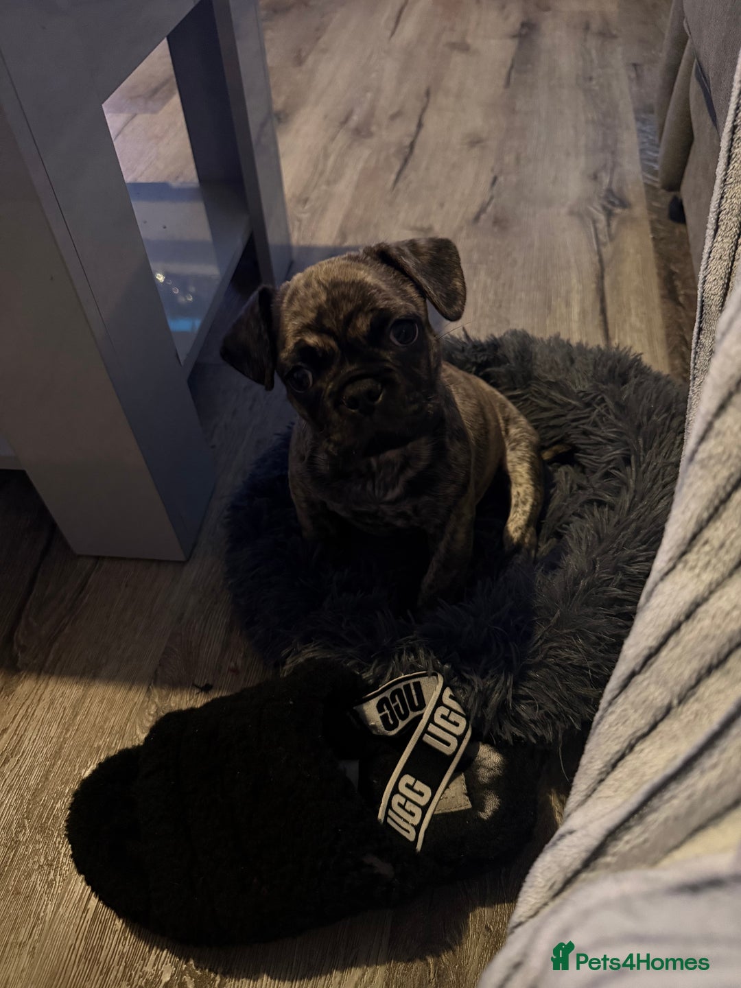 Frug dogs for sale: Male  - Advert 2