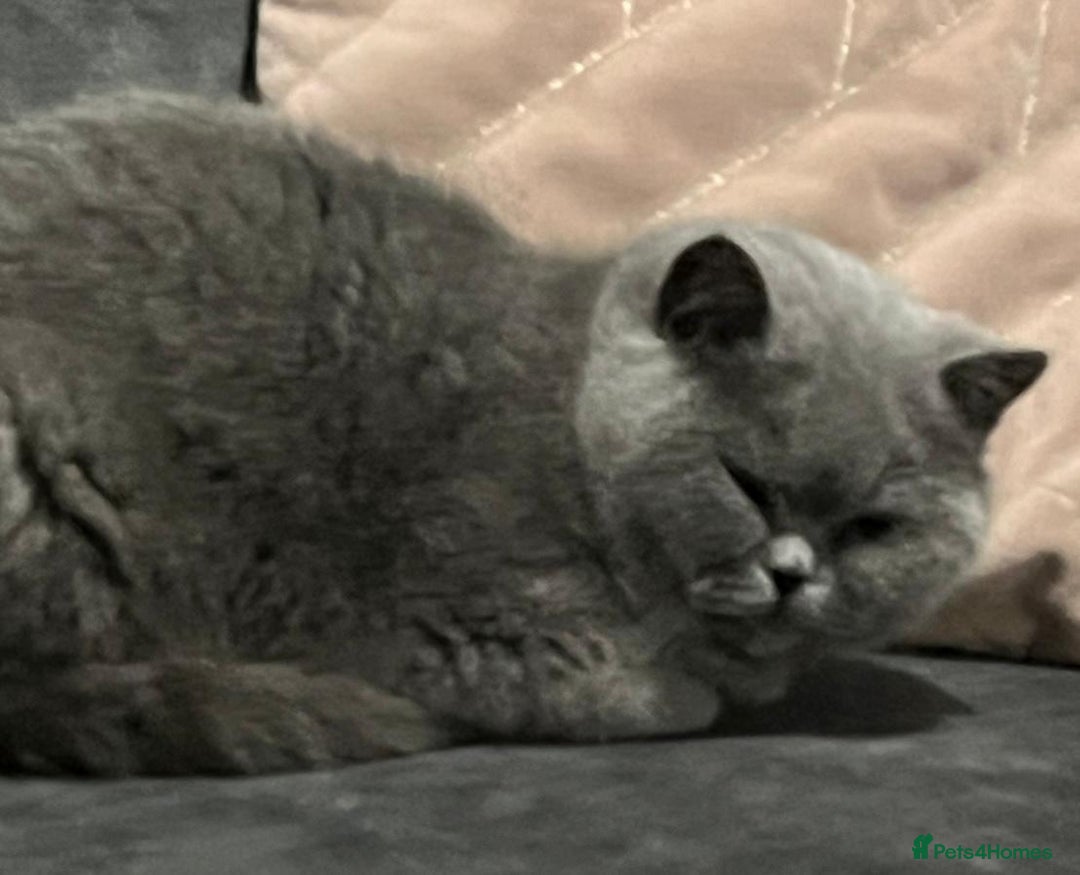 British Shorthair cats for sale: 3 year old British short hair girl - Advert 2