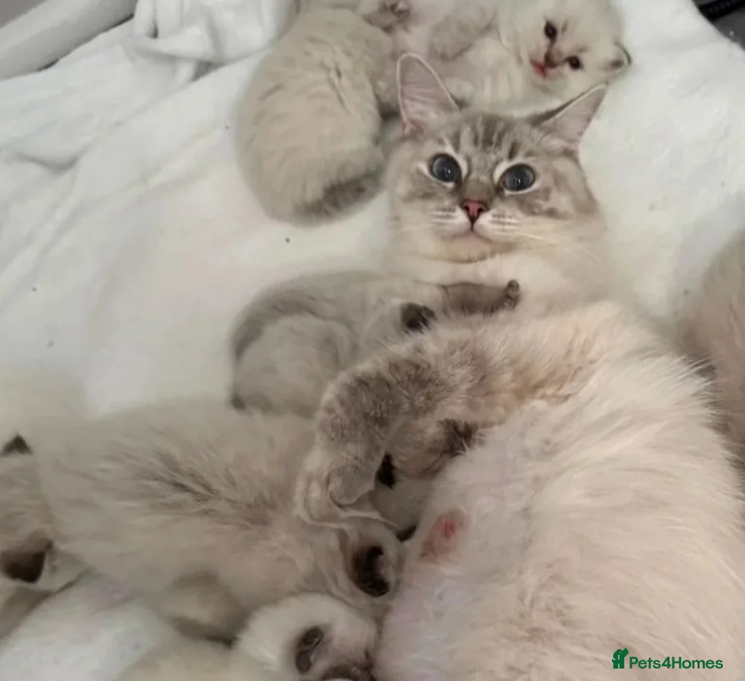 Mixed Breed cats for sale: Beautiful Lilac tabby kittens  in Towcester - Advert 5