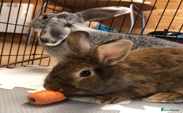 Mixed Breed rabbits - Advert 16