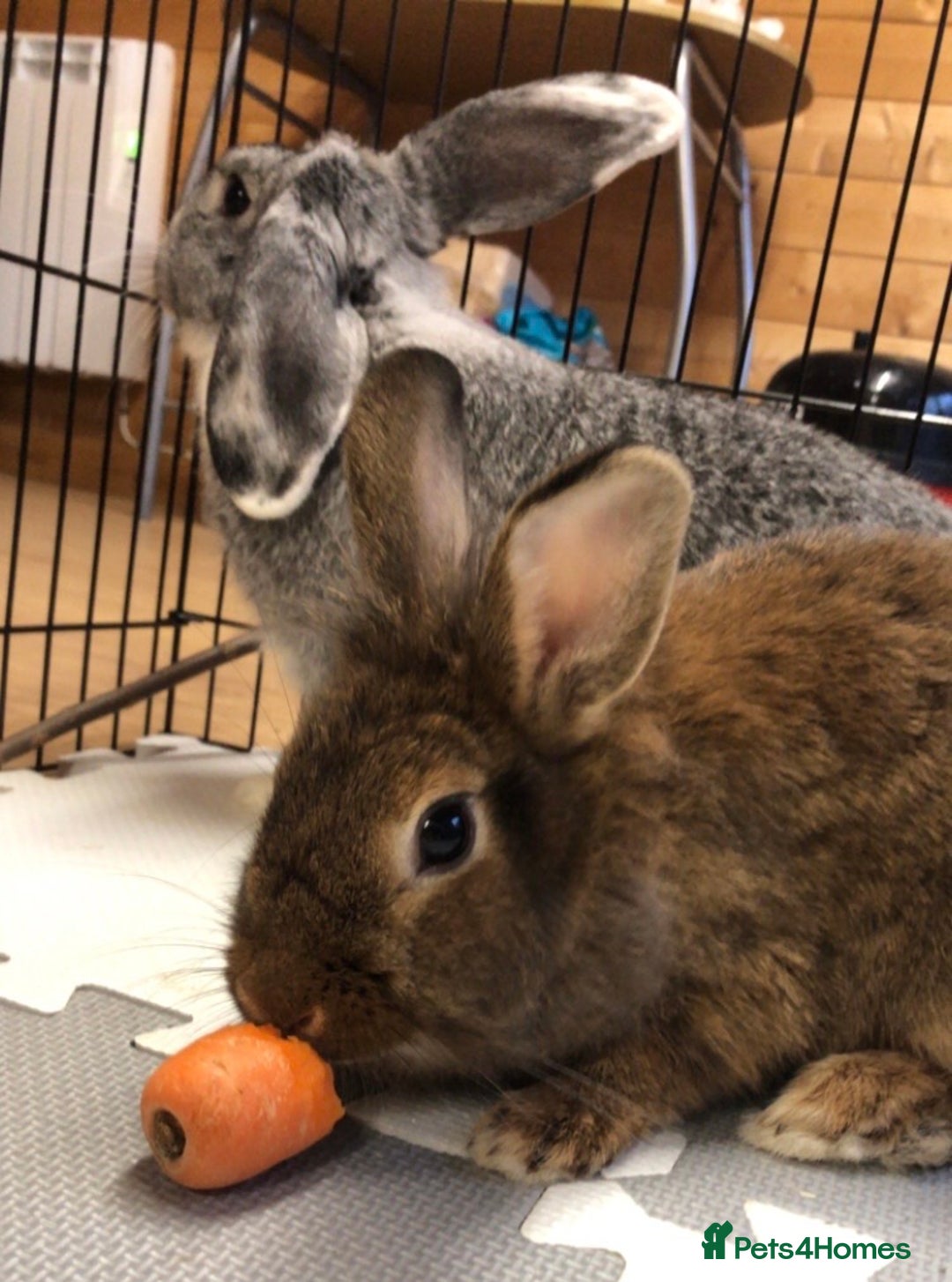 Mixed Breed rabbits for sale: Two 1 Year Old Bunnies Needing To Be Re-Homed - Image 1