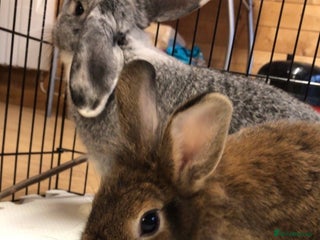 Mixed Breed rabbits - Advert 8