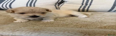 Puppy 1 Boy