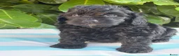 Cockapoo dogs for sale: Cockapoo males and females  - Advert 15