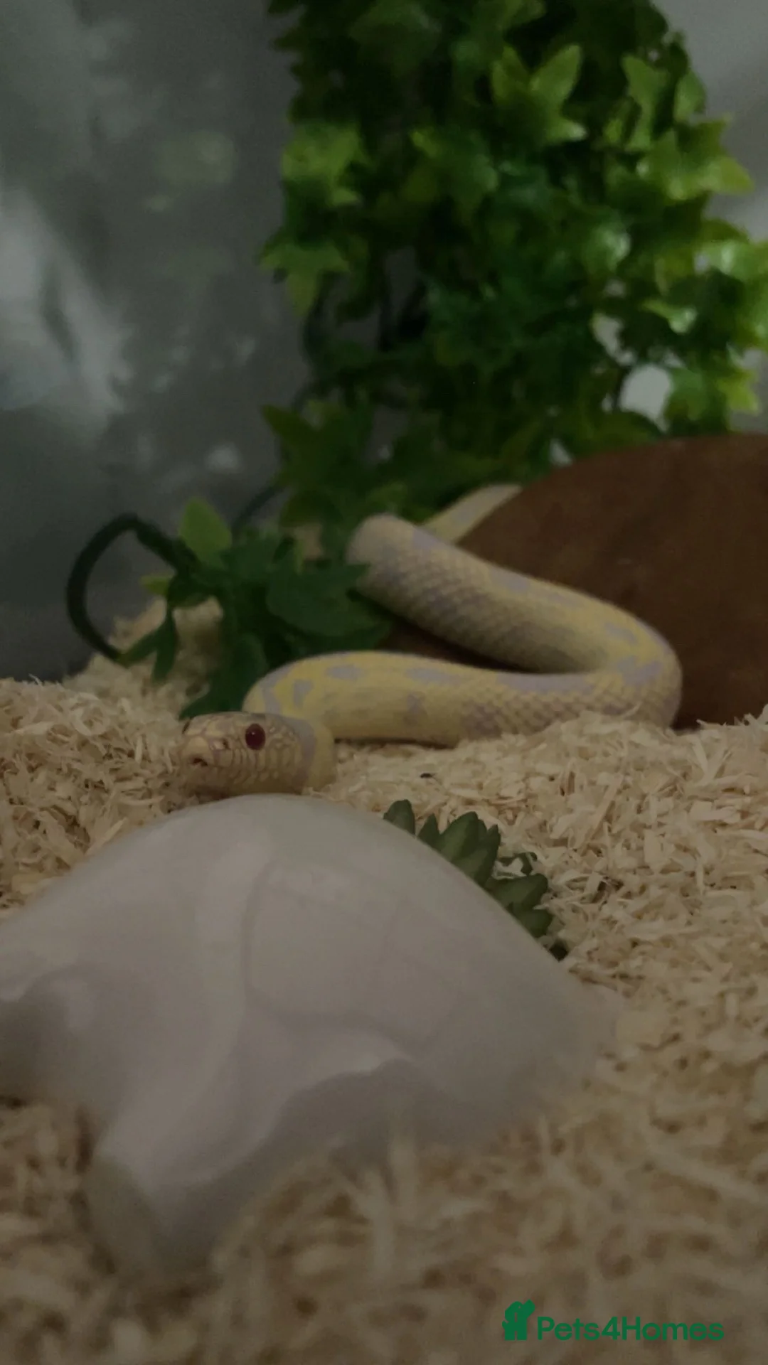 King Snake reptiles for sale: Albino California king snake  in Matlock - Advert 1