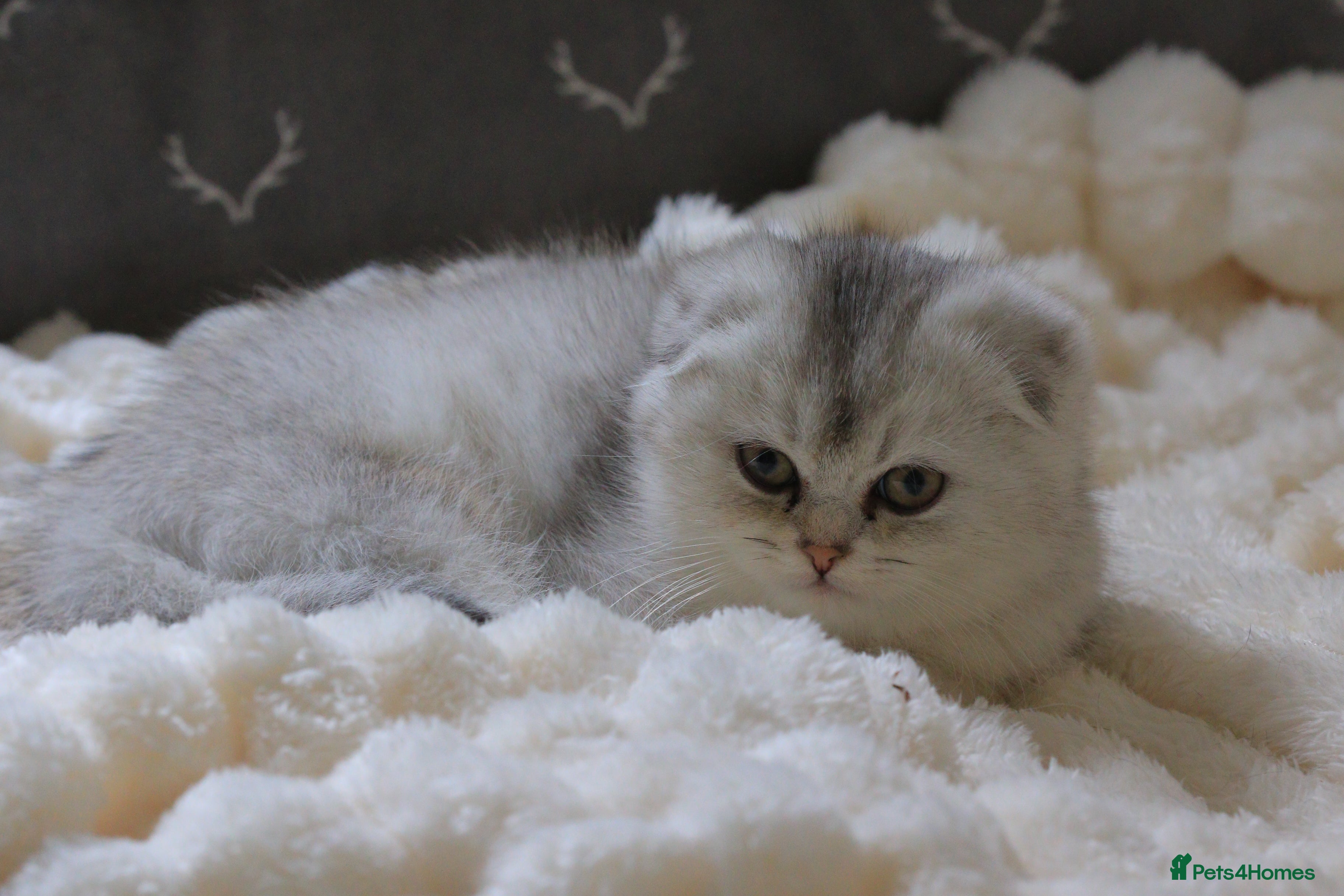 British Shorthair cats Silver Scottish folds  - Advert 14