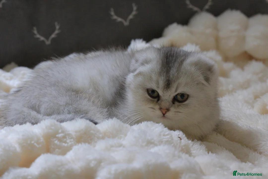 British Shorthair cats for sale: Silver Scottish folds  - Advert 5
