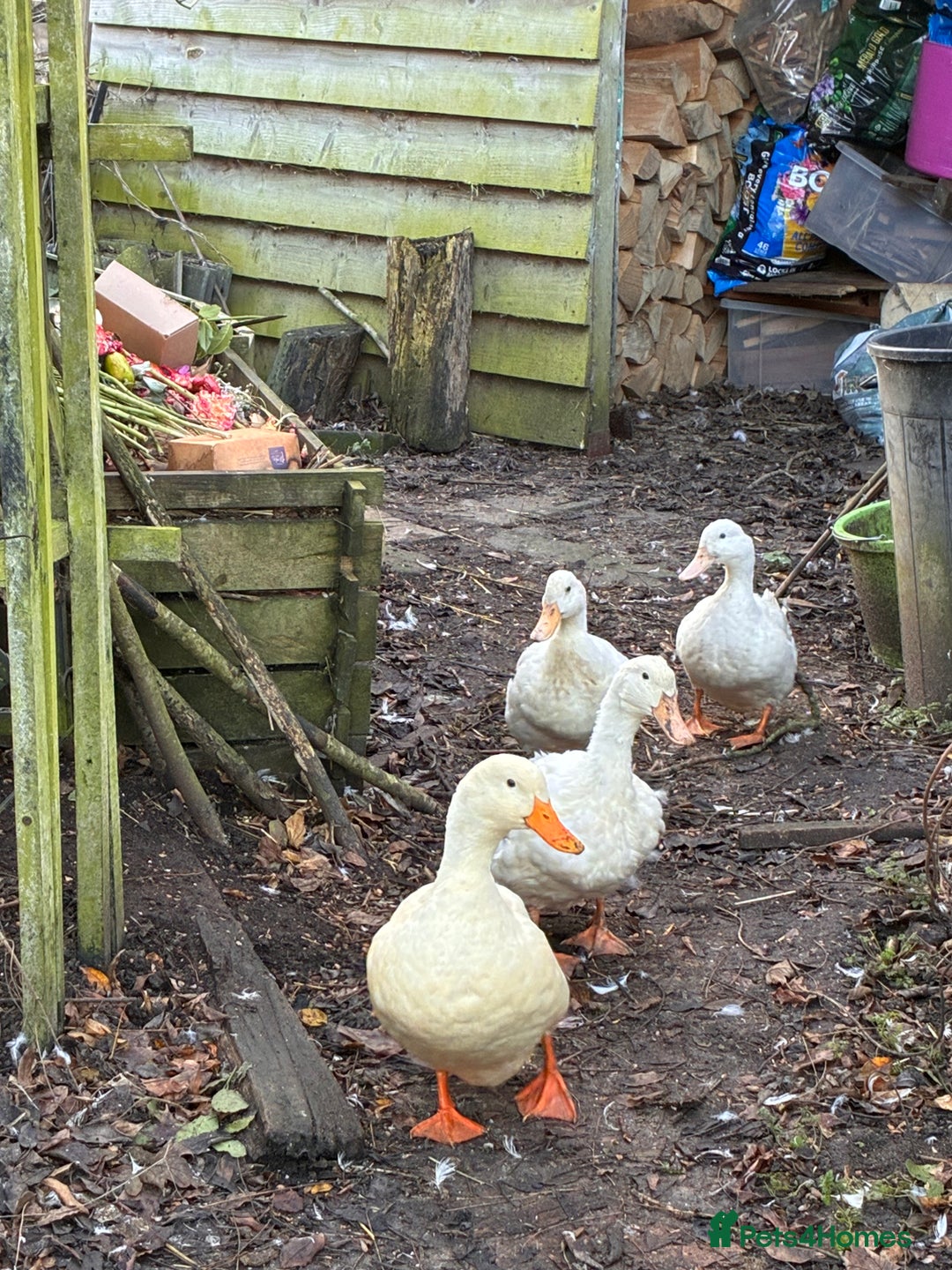 Ducks poultry for sale: 4 Aylesbury Ducks - Advert 3