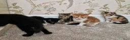 Mixed Breed cats for sale: Kittens Ready Now in Basildon - Advert 10