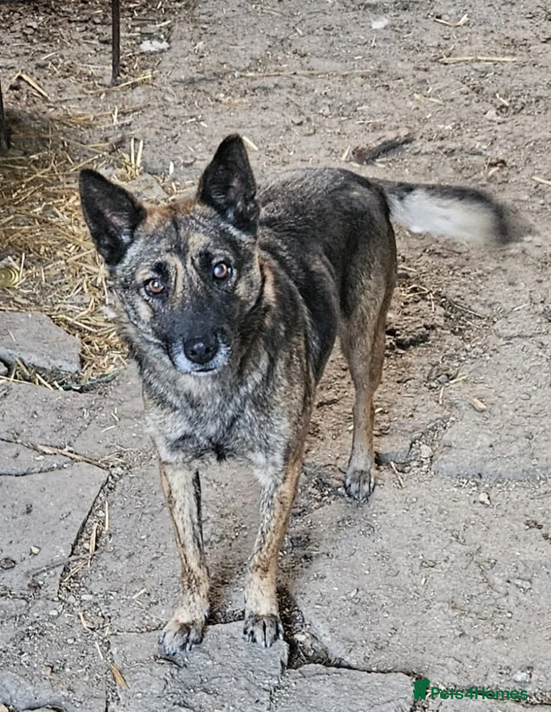 Mixed Breed dogs for adoption: 🌸 🐾 LIANA – a Lovely Girl for a Loving Home 🐾🌸 - Advert 12