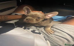 French Bulldog dogs for stud: Rare New Shade Isabella French Bulldog - STUD - Image 11
