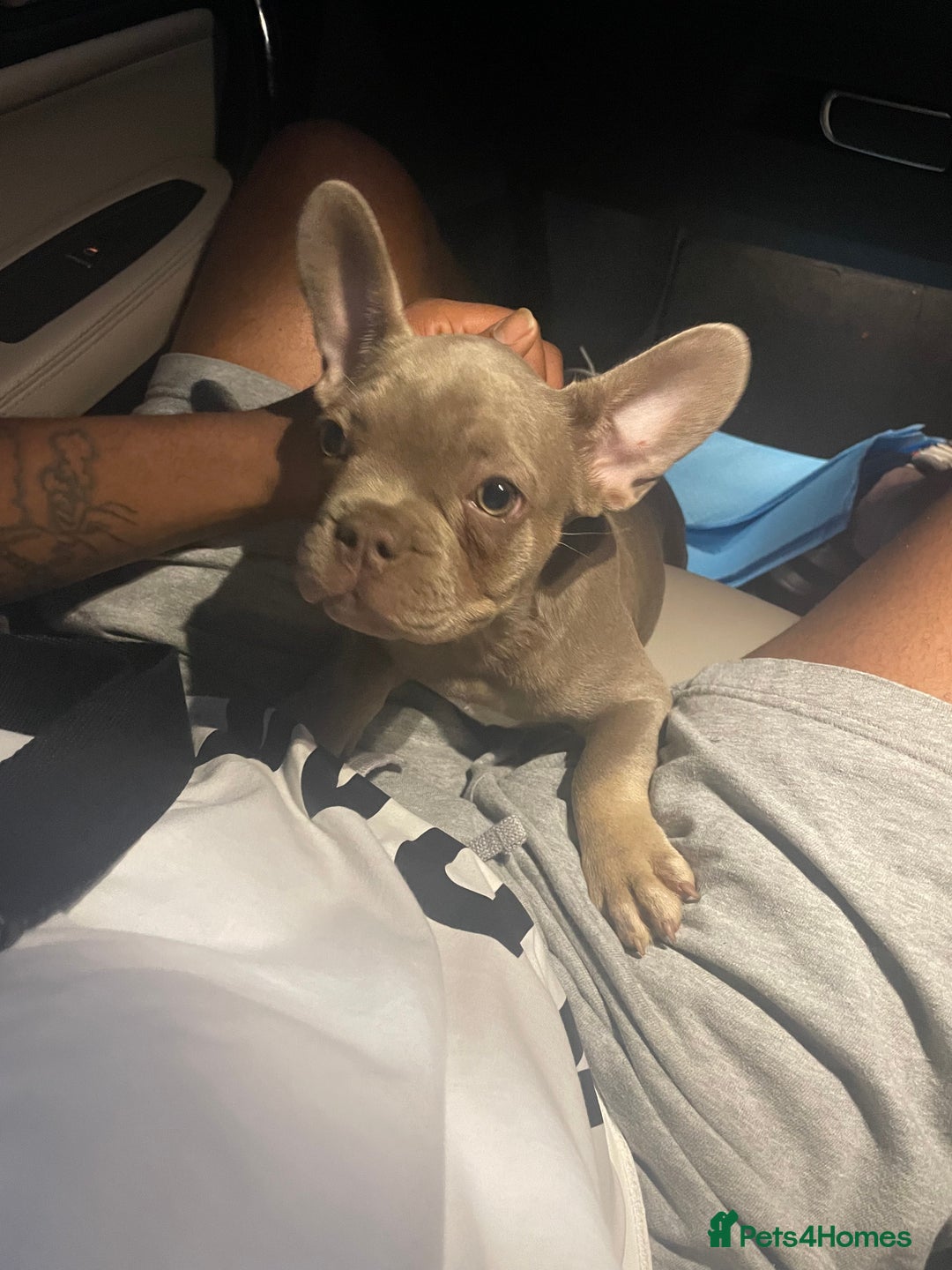 French Bulldog dogs for stud: Rare New Shade Isabella French Bulldog - STUD - Image 11