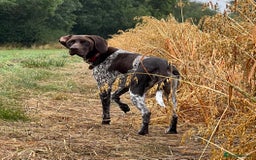 German Shorthaired Pointer dogs for sale: German Shorthaired Pointer Puppies - Image 3