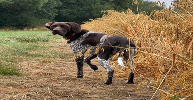 German Shorthaired Pointer dogs - Advert 13