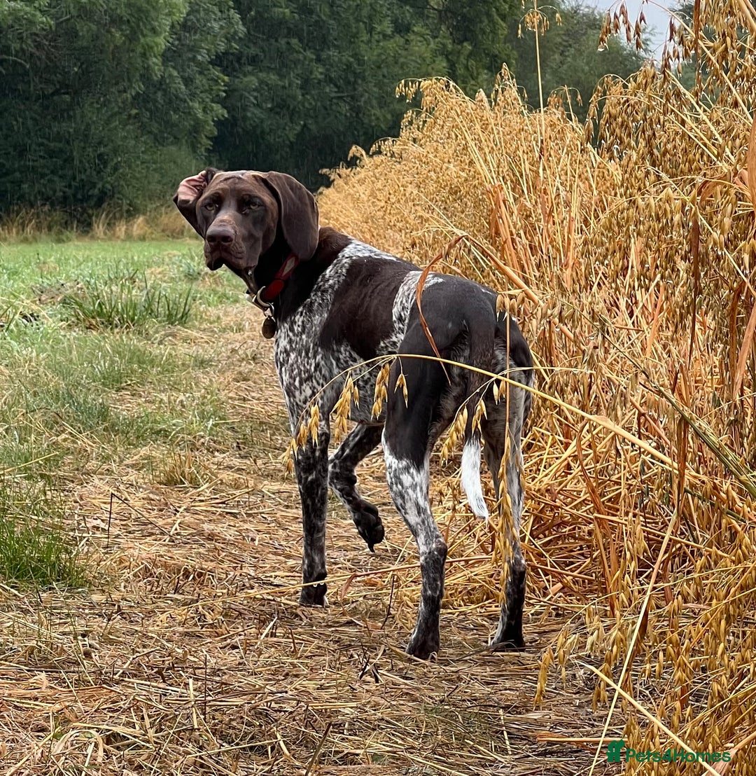 German Shorthaired Pointer dogs for sale: German Shorthaired Pointer Puppies - Image 3