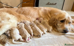 Golden Retriever dogs for sale: Quality KC Golden Retriver Puppies - Image 3