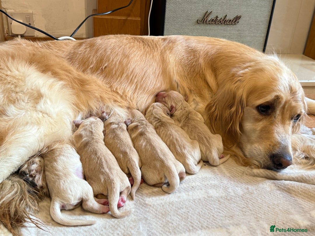 Golden Retriever dogs for sale: Quality KC Golden Retriver Puppies - Image 3