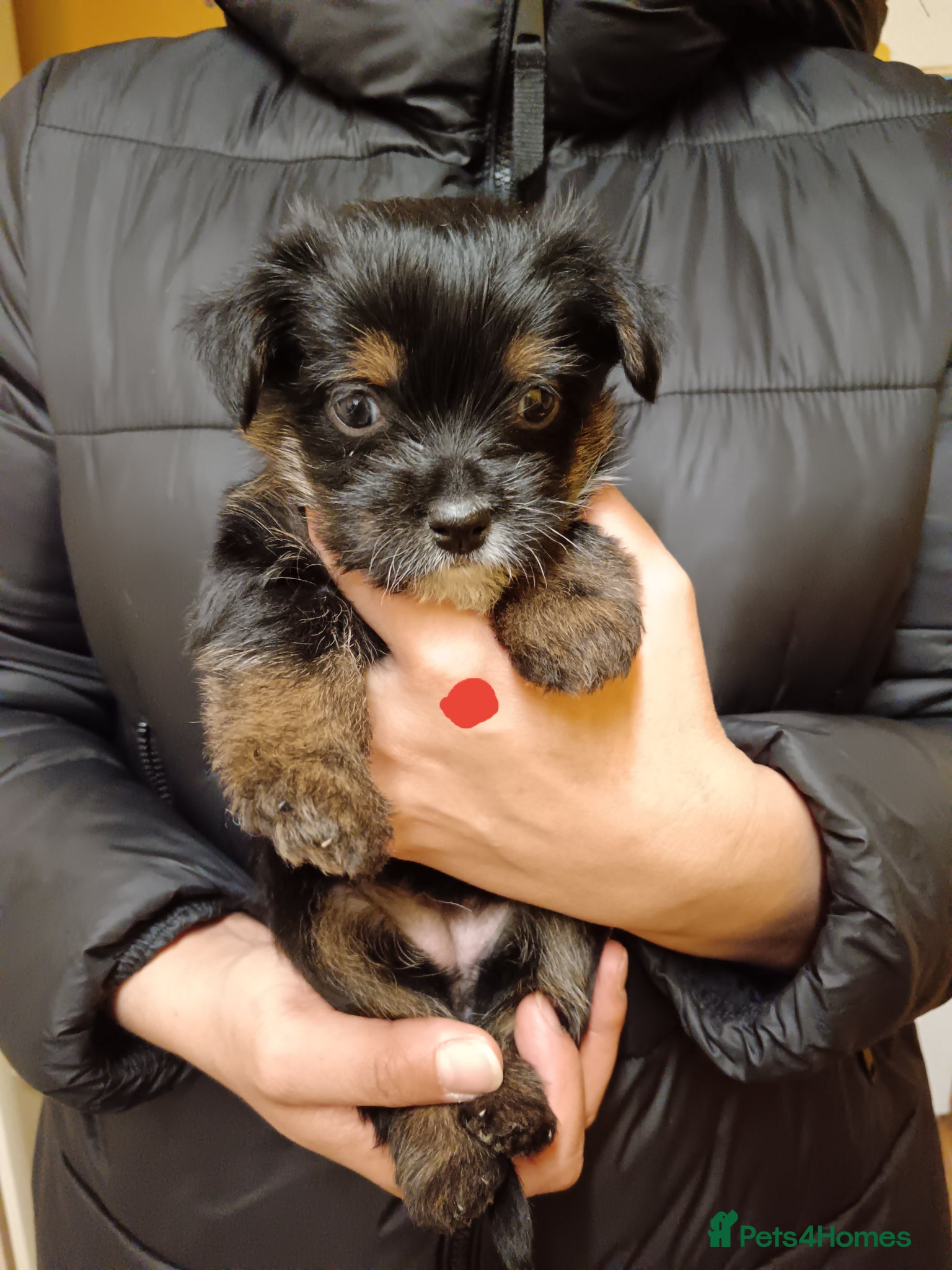 Mixed Breed dogs Yorkshire terrier cross Jack Russel  - Advert 5