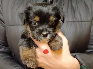 Mixed Breed dogs Yorkshire terrier cross Jack Russel - Advert 3