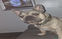 French Bulldog dogs for sale: French bulldog - Image 3