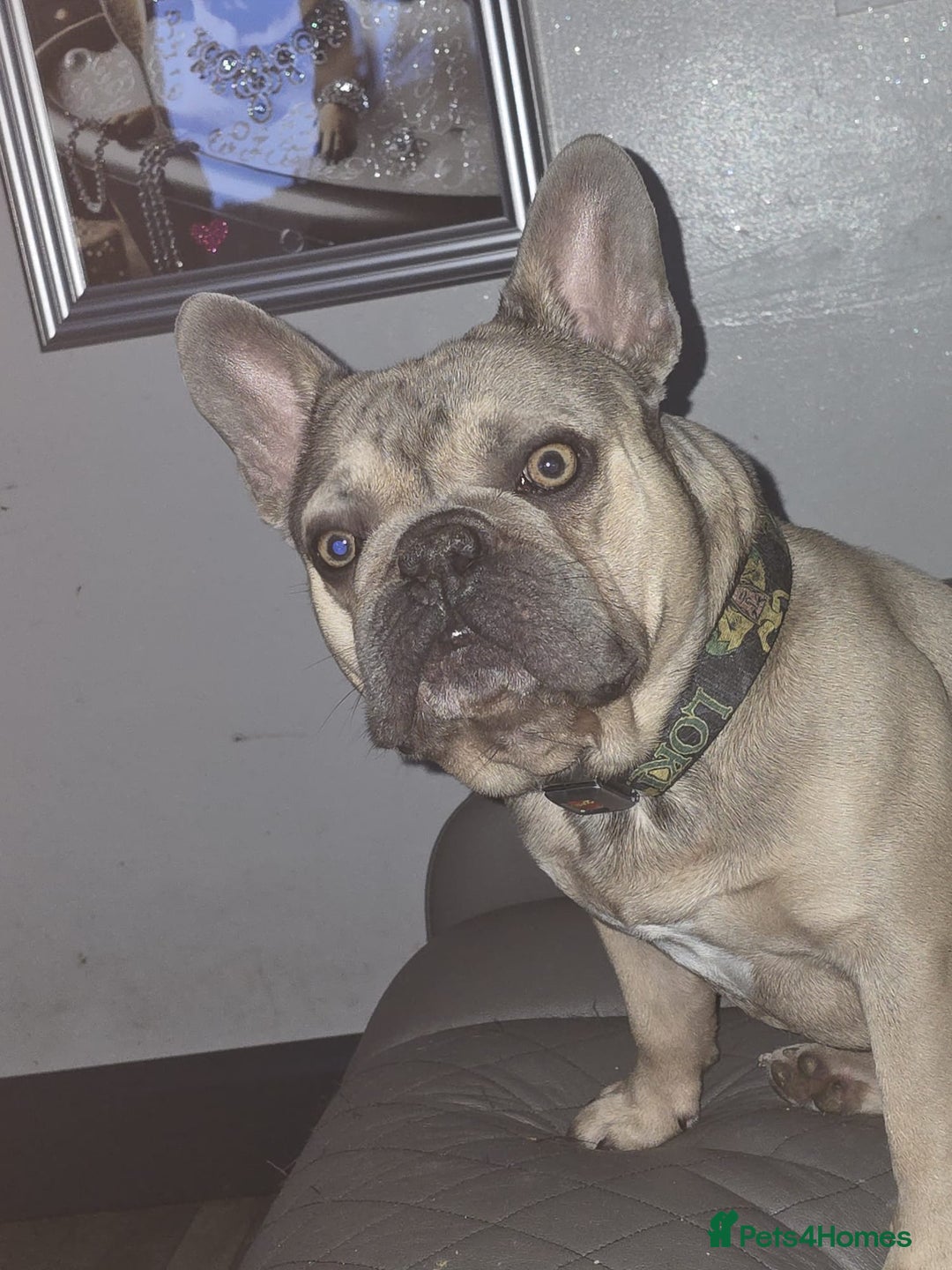 French Bulldog dogs for sale: French bulldog - Image 3