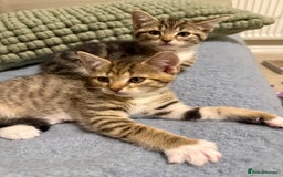 Domestic Shorthair cats for sale: Gorgeous kittens - Image 4
