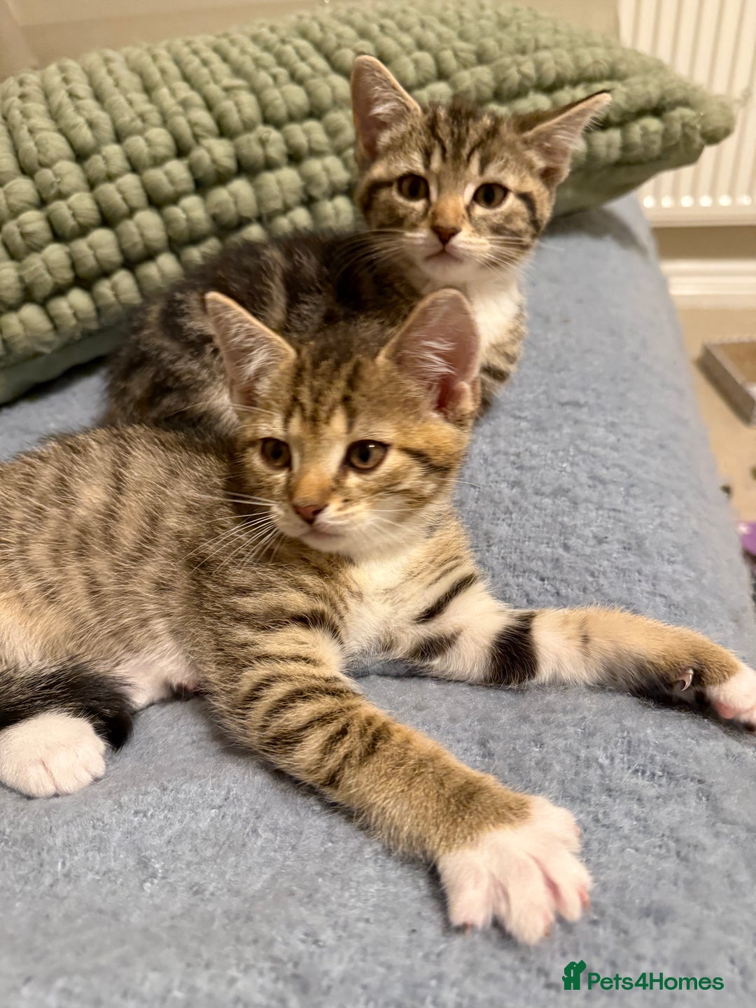 Domestic Shorthair cats for sale: Gorgeous kittens - Image 4