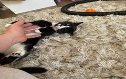 Domestic Shorthair cats for adoption: Bonded Pair  in Romford - Image 3