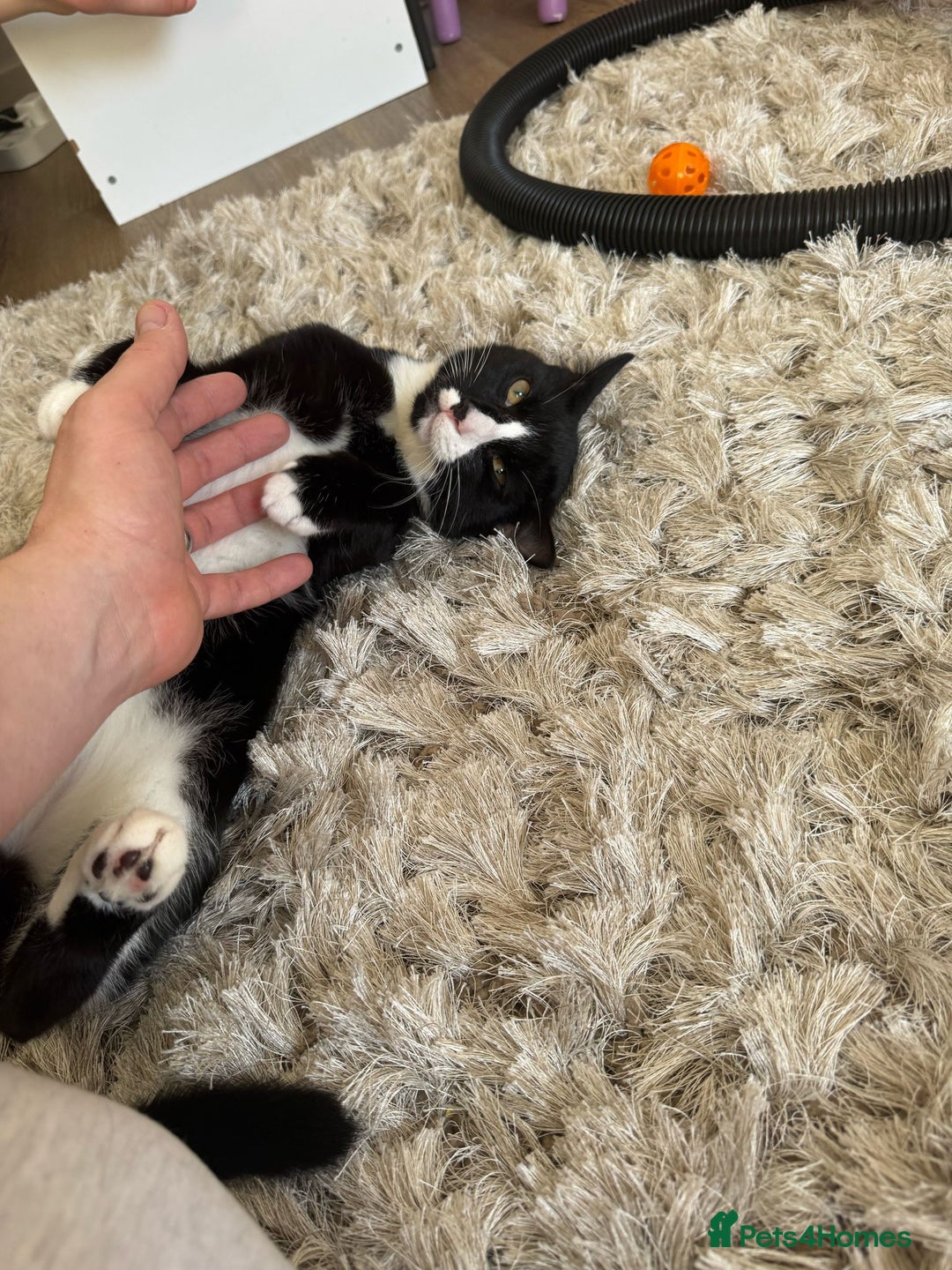 Domestic Shorthair cats for adoption: Bonded Pair  in Romford - Image 3