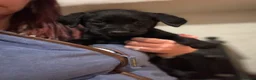 Labrador Retriever dogs for sale: *Stunning Labrador puppies* - Advert 10