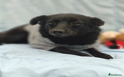 Mixed Breed dogs for adoption: 💖🐶 SUNNY 🐶💖 - Image 4