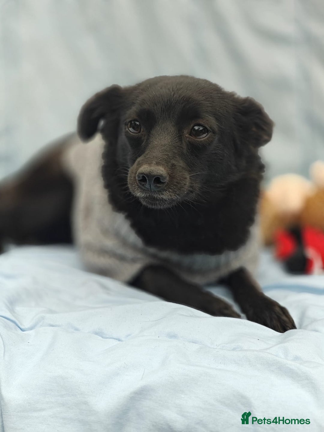 Mixed Breed dogs for adoption: 💖🐶 SUNNY 🐶💖 - Image 4