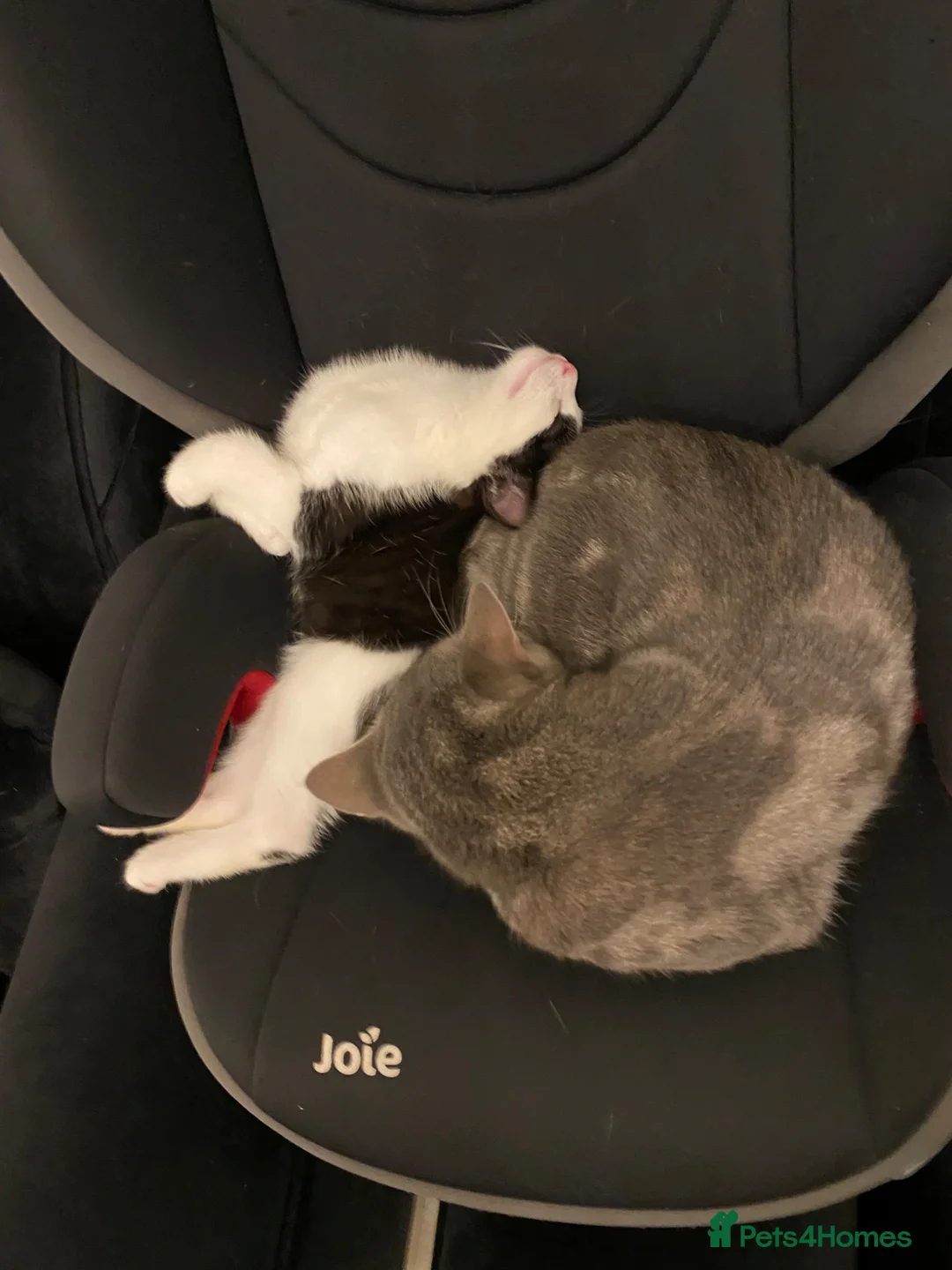 Ragdoll cats for sale: Cute kittens - Advert 8