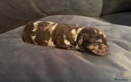 Labradoodle dogs for sale:  Rare Merle Labradoodle Puppies ready 25/10/25 - Image 24