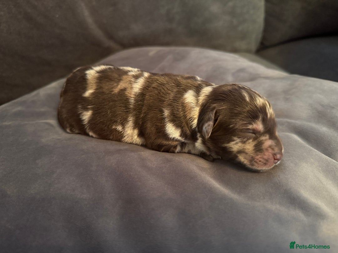 Labradoodle dogs for sale:  Rare Merle Labradoodle Puppies ready 25/10/25 - Image 24