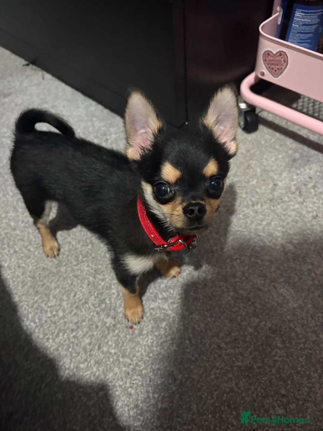 Chihuahua dogs for sale: 6 month old chihuahua  - Advert 1