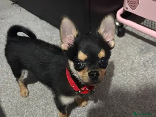 Chihuahua dogs 6 month old chihuahua - Advert 5