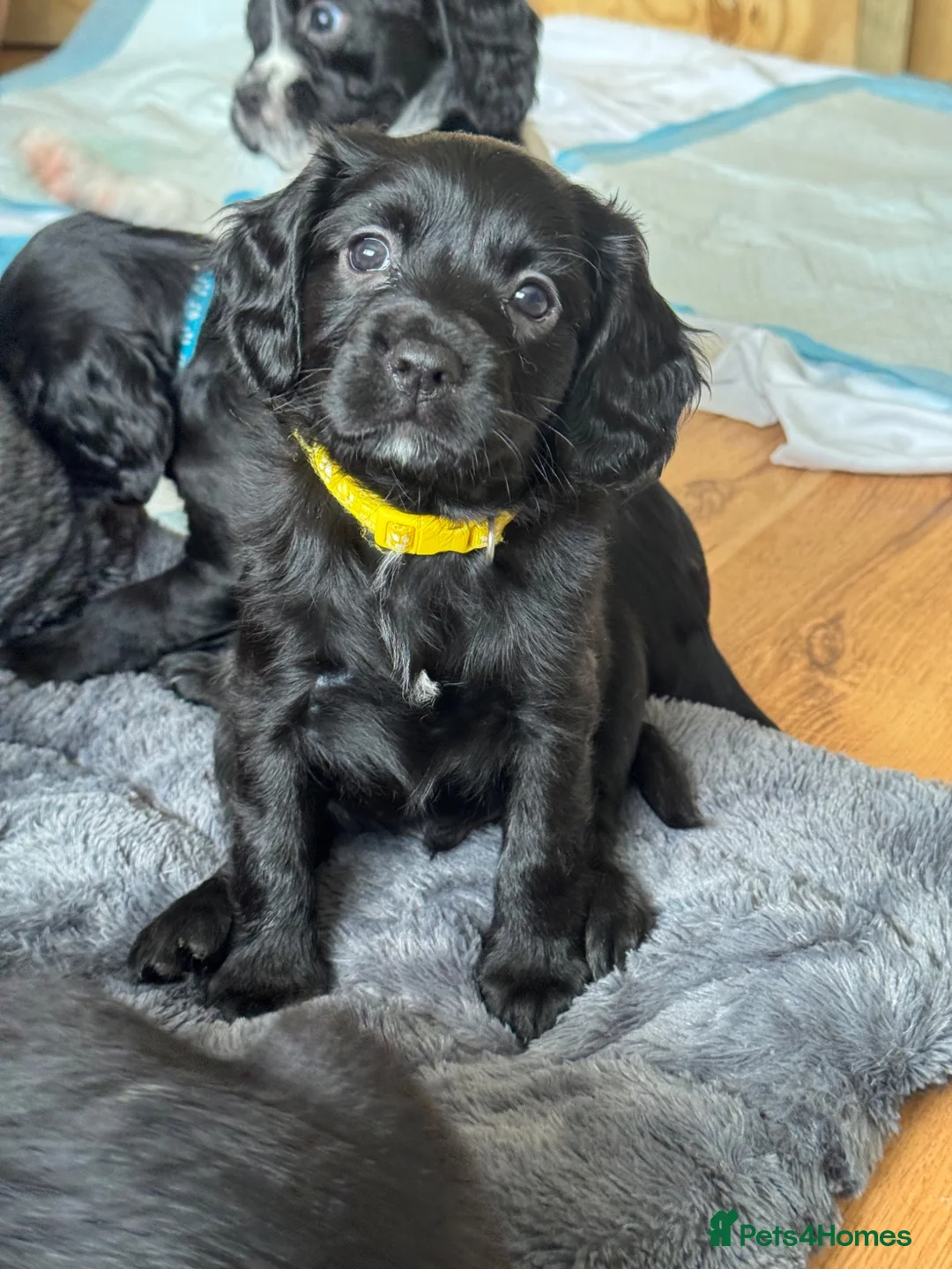 Mixed Breed dogs for sale: Male springalier puppy for sale  - Advert 1